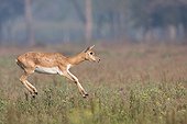 Blackbuck male running in the Bardia NP Nepal