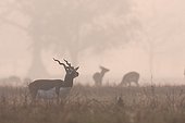 Blackbuck male at sunrise in the Bardia NP Nepal