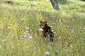 Abyssinian cat in a flowery meadow Cevennes France 