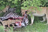 Lioness and Lion Cubs eating a Zebra Masai Mara Kenya