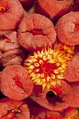 Orange Cup Corail Malpelo Columbia