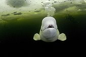 Beluga exahaling air under the ice White Sea Karelia Russia