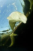 Beluga surfacing to breath White Sea Karelia Russia