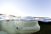 Beluga whale surfacing White Sea Karelia Russia