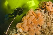 Scuba diver and plumose sea anemone White Sea Karelia Russia