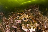 Kelp Spider Crab under the ice White Sea Karelia Russia