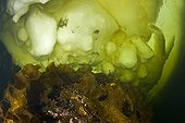 Kelp under the ice White Sea Karelia Russia