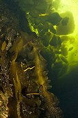 Kelp under the ice White Sea Karelia Russia