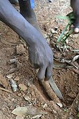 Cinnamon Root for decoction Zanzibar Tanzania