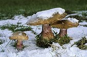 Field Blewits under the snow Alsace France