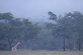 Rothschild’s Giraffe in the mist at morning Nakuru NP Kenya