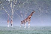 Rothschild’s Giraffes in the mist at morning Nakuru NP Kenya
