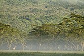 Rothschild’s Giraffe in the mist at morning Nakuru NP Kenya