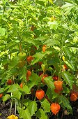 Chinese lanterns in a garden