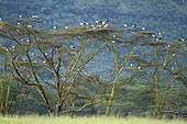 White Storks perched on Acacia Nakuru NP Kenya  ; Back to Europe 