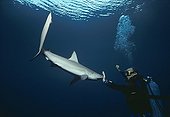 Shark expert Neal Watson fighting Lemon Shark Bahamas ; Neal Watson is an expert in shark 