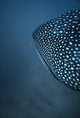 Whale Shark and Juvenile Golden Trevally West Australia