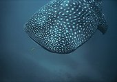 Whale Shark and Juvenile Golden Trevally West Australia