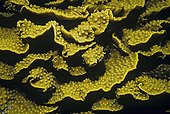 Yellow Turbinaria Coral in the Red Sea Egypt