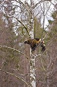 Wolverine in a tree Scandinavia 