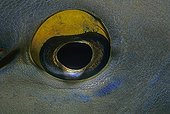 Close up of eye of Bluespine Unicornfish Egypt