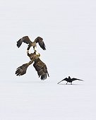Fight of White-tailed Eagle in flight Scandinavia 