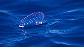 Portuguese Man O'war floating on the surface Azores