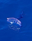 Portuguese Man O'war floating on the surface Azores