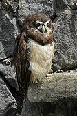 Spectacled Owl Condors Park Otavalo Ecuador