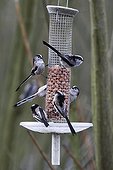 Flock of Long tailed tits at the feeding station winter GB