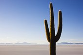 Rare cactus on Incahuasi at Salar de Uyuni Bolivia