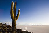 Rare cactus on Incahuasi at Salar de Uyuni Bolivia