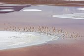 James's flamingo in Laguna Colorada Bolivia