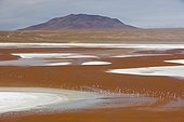 Laguna Colorada with James' flamingos Bolivia ; The salt lake contains borax islands, whose white color contrasts with the reddish color of its waters, which is caused by red sediments and pigmentation of some algae.