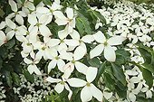 Flowering Dogwood 'National' The Garden of Valerian ; Le Jardin de Valériane