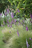 Fox Gloves and Feather Grass Garden Valerian  ; Le Jardin de Valériane