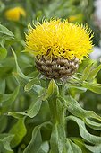 Flower bighead knapweed The Garden Valerian ; Le Jardin de Valériane