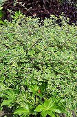 Plectranthus 'Variegated mintleaf' in a garden