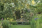 Rose 'Seagull' on Apple Bench and Rose 'Phyllis Bide'  ; Le jardin des lianes