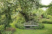 Rose 'Seagull' on Apple Bench and Rose 'Phyllis Bide'  ; Le jardin des lianes