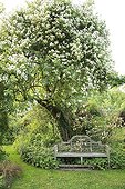Rose 'Seagull' on Apple Bench and Rose 'Phyllis Bide'  ; Le jardin des lianes