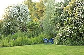 Rose 'Seagull' on Apple and Rose 'Ghislaine de Feligonde'  ; Le jardin des lianes