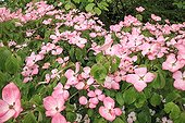 Dogwood 'Satomi' flower Le Jardin des Lianes ; Le jardin des lianes