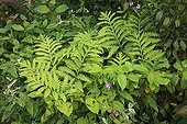 Foliage of Polygonum and Sensitive Fern Le Jardin des Lianes ; Le jardin des lianes