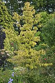 Dogwood 'Cherokee Sunset' Le Jardin des Lianes ; Le jardin des lianes