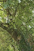 Birdhouse in an apple tree and liana Rose Le Jardin des Lianes ; Le jardin des lianes