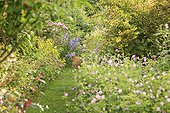 Chat roux assis dans une allée de Gazon Le Jardin des Lianes ; Le jardin des lianes