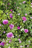 Mossy Rose 'Maréchal Davoust' and Geranium in bloom  ; Le jardin des lianes