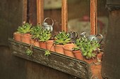 Joubardes pot shack children Le Jardin des Lianes ; Le jardin des lianes