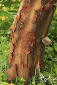 Paperbark maple bark Le Jardin des Liannes ; Le jardin des lianes